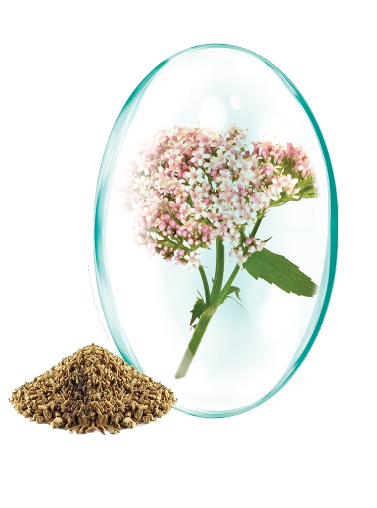 Capsula Valeriana.jpg