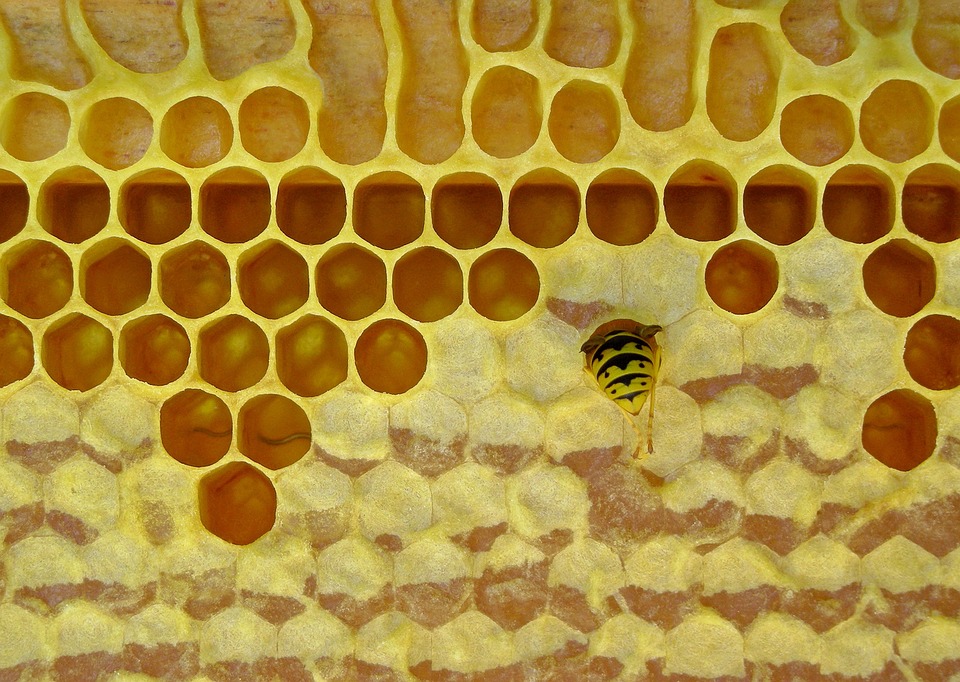ceara de albine
