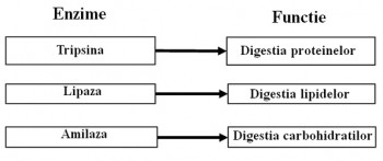 functia enzimelor-plantum-ro