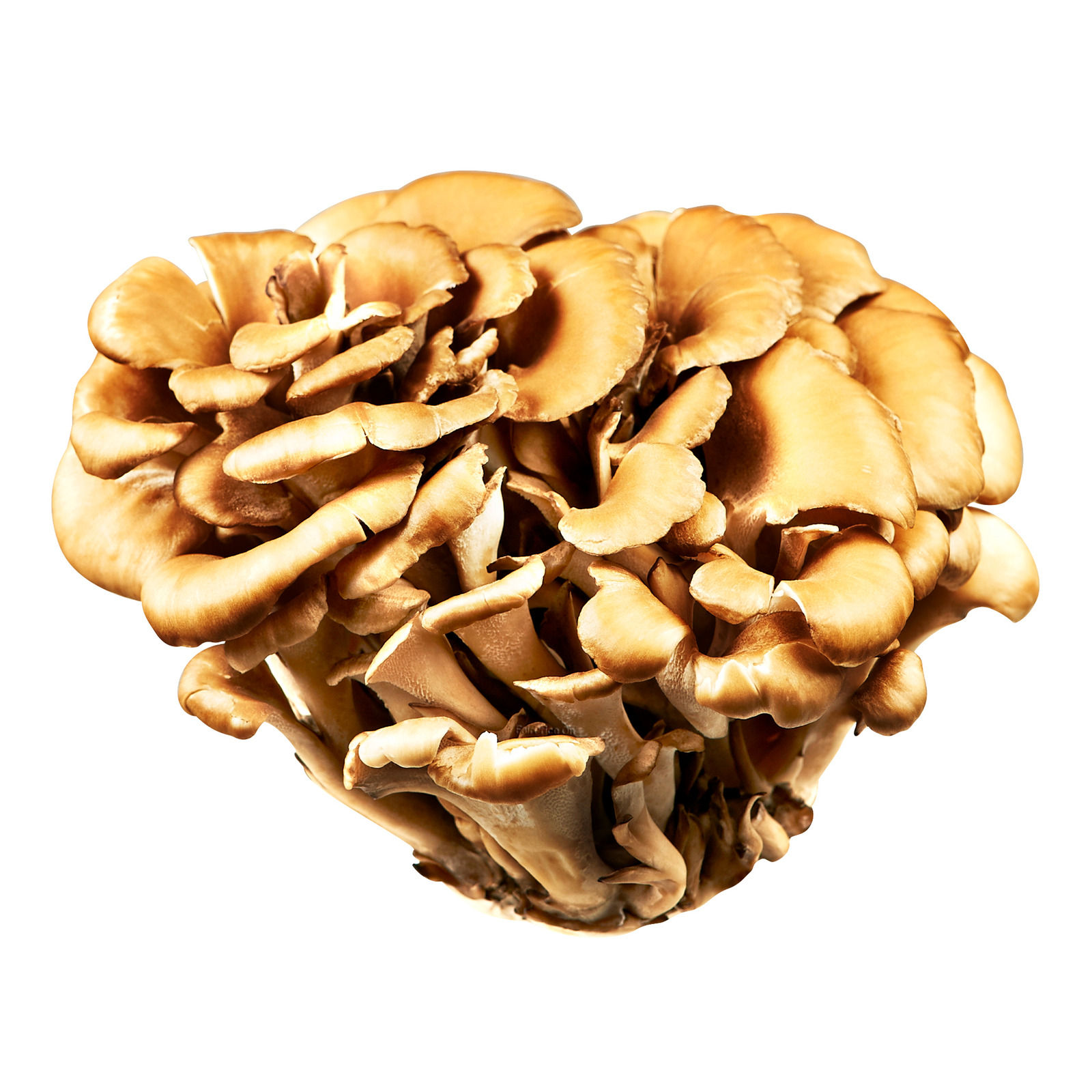 Maitake Forte, 1000Mg 90cps Provita Comanda pe Plantum.ro