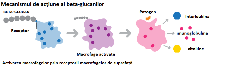 mecanismul-de-actiune-al-beta-glucanilor-plantum-ro