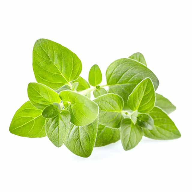 oregano-plantum-ro