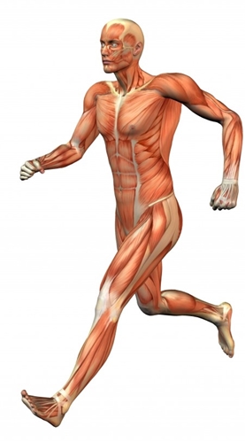 sistem-muscular-plantum-ro