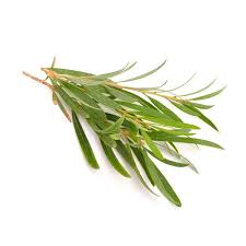 tea-tree-plantum-ro